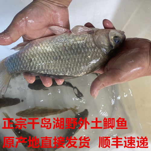 正宗千岛湖土鲫鱼活鱼整条