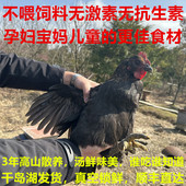 正宗散养土鸡千岛湖高山农家老母鸡走地鸡笨鸡孕妇坐月子滋补整只