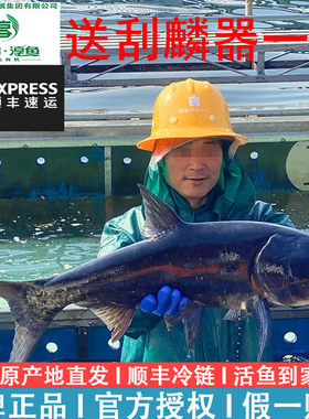 千岛湖活鱼淳牌有机鱼胖头鱼活鱼
