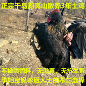 正宗3年老母鸡土鸡草鸡柴鸡孕妇月子鸡走地鸡散养热销推荐 包邮