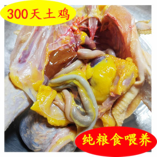 湖南农家土鸡母鸡跑鸡活鸡走地现杀草鸡300天正宗大山里谷子鸡