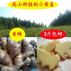 虎爪姜 小黄姜 新鲜生姜 原始点老姜 正宗土姜月子姜湖南永州双牌