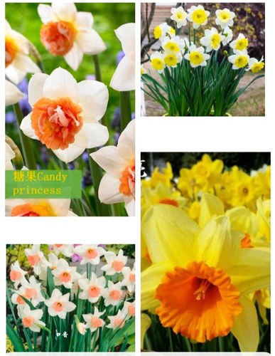 洋水仙盆苗  多年生球根花卉  秋冬种植  春季开花