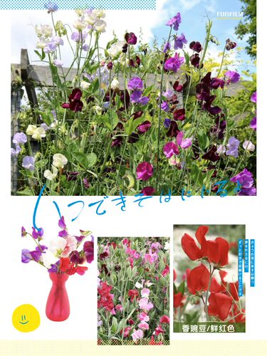 进口 香豌豆 带香味可切花瓶插盆栽观赏 秋冬播种春夏开花耐寒