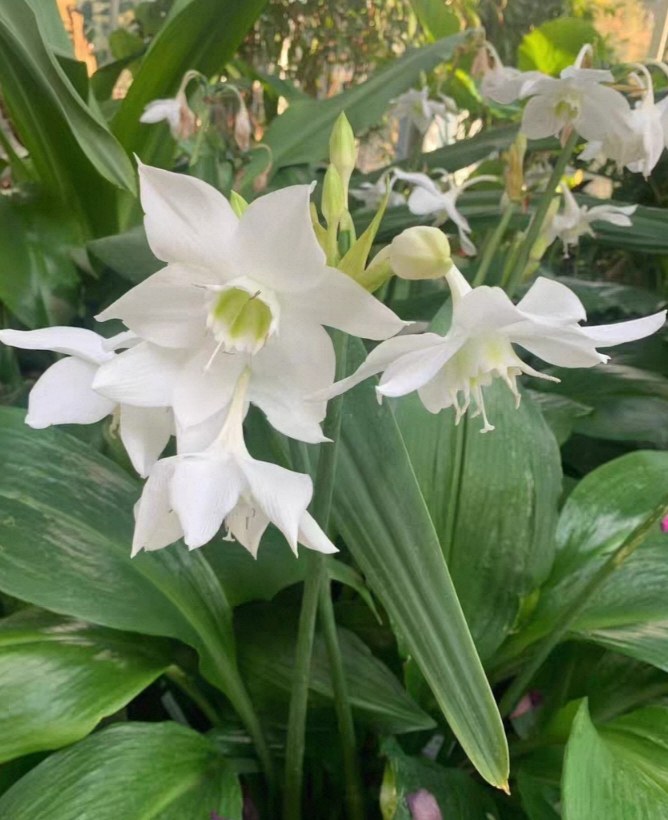 南美水仙  夏季开花  耐热耐寒常绿  多年生球根花卉