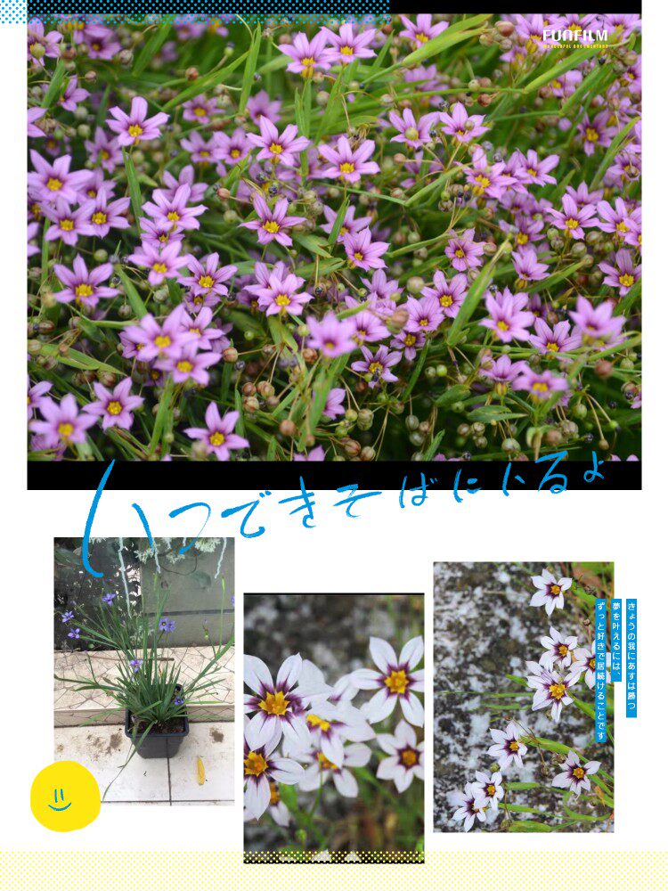 进口 双色庭菖蒲 小清新 耐寒耐热宿根多年生 花期春夏