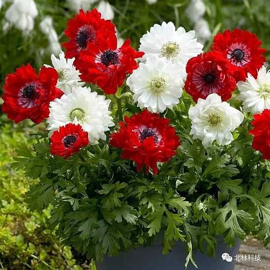 现货  秋植球根  银莲花  多年生 花期冬春夏季 容易打理花期长