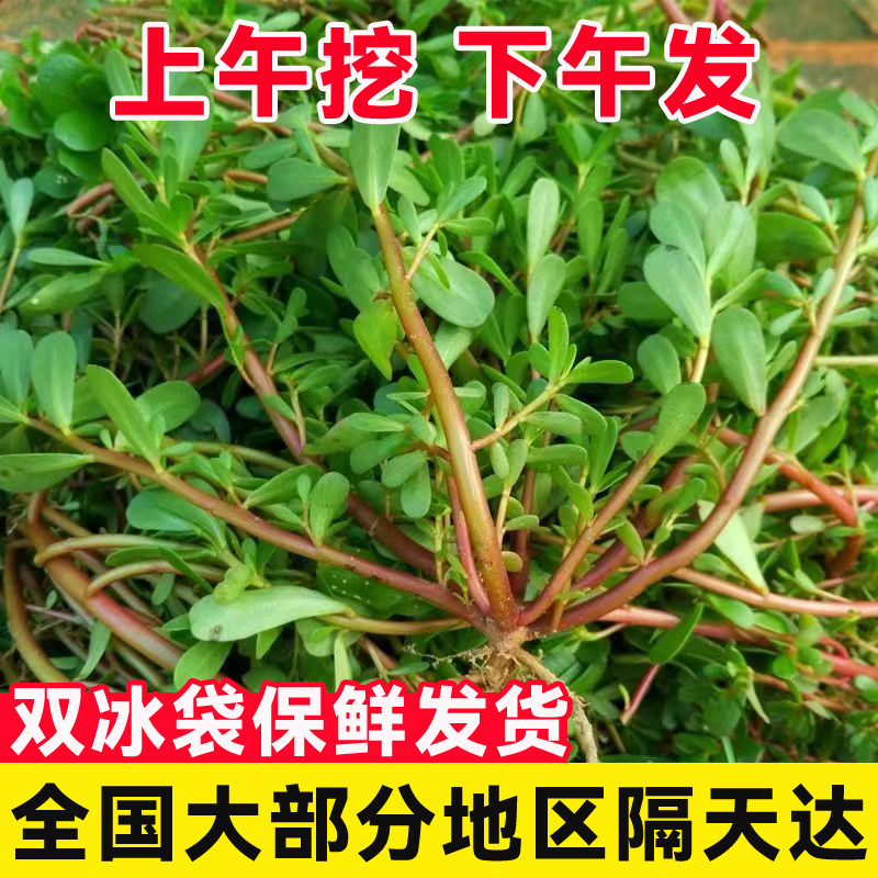 四川新鲜野生红杆马齿苋现摘现发野菜马齿菜蚂蚱菜马芷苋野生菜