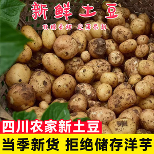 四川新鲜现挖土豆农家自种