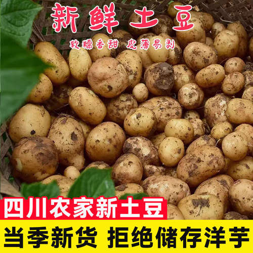 四川新鲜现挖土豆农家自种