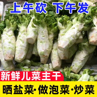 四川特产农家自种儿菜妈妈新鲜蔬菜娃娃菜母子抱儿菜主干榨菜原料