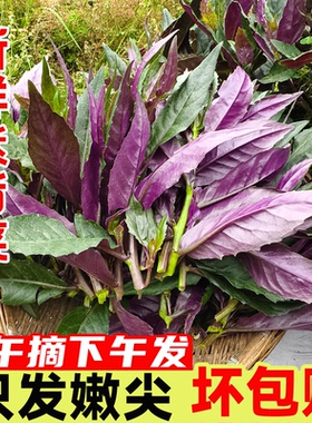四川农家特产血皮菜新鲜现摘紫背菜紫背天葵时令蔬菜观音菜雪皮菜