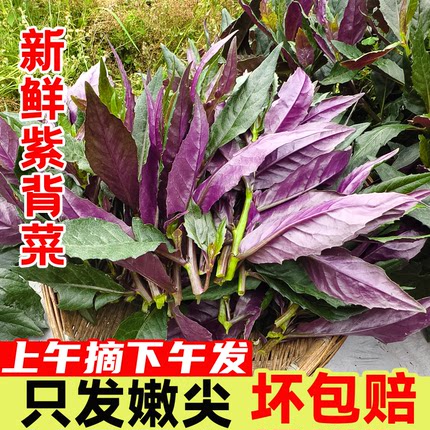 四川农家特产血皮菜新鲜现摘紫背菜紫背天葵时令蔬菜观音菜雪皮菜