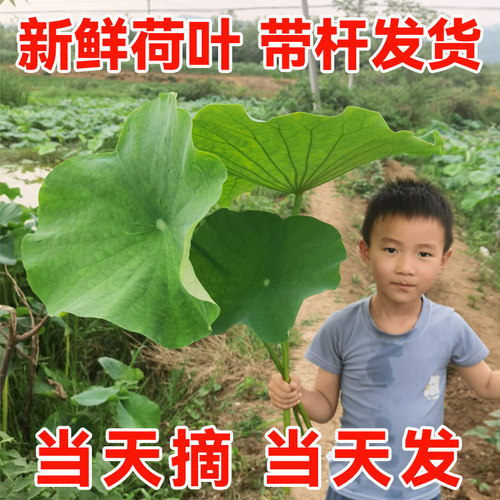 成都发货新鲜现摘带杆新鲜荷叶