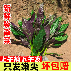 四川农家特产血皮菜新鲜现摘紫背菜紫背天葵时令蔬菜观音菜雪皮菜