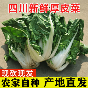 四川农家自种牛皮菜5斤新鲜厚皮菜瓢儿菜青菜莙荙菜应季 时令蔬菜