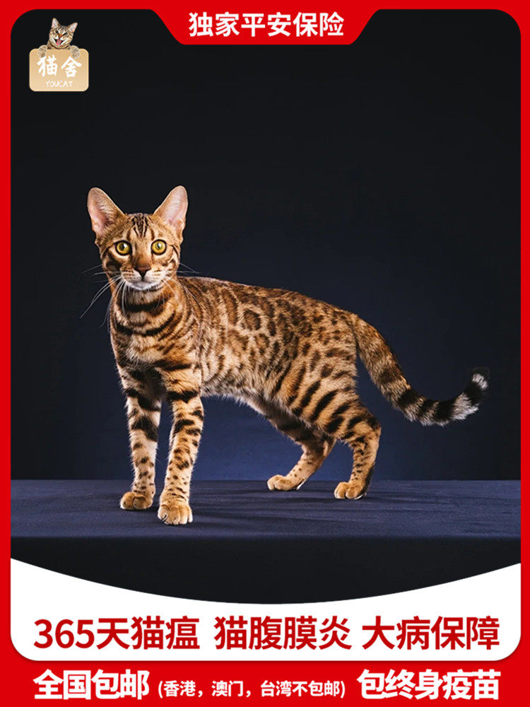 孟加拉豹猫猫纯种活体幼猫短毛赛级标准血统银豹雪豹豹子猫咪猫舍