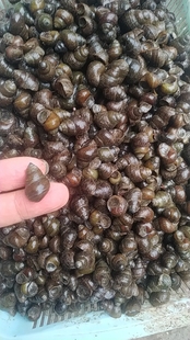 钓青鱼利器5斤9斤小号打窝石螺花生米大小可搭配挂钩脆螺一起发货