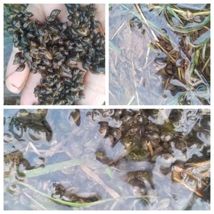 乌龟狗头河豚活饵漂螺地图螺迷你小螺鱼缸清洁螺不伤水草观赏螺