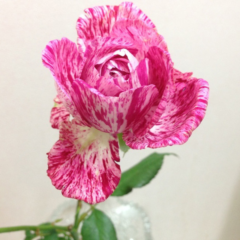 雪花肥牛 切花月季扦插花苗  粉色斑点切花玫瑰苗浓香