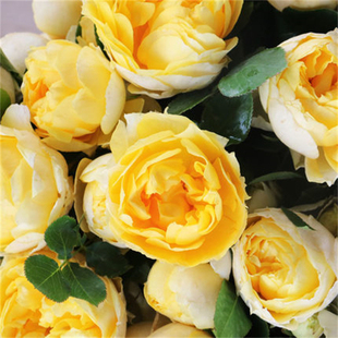 扦插苗金丝雀月季花苗黄色月季大花香味适合阳台盆栽