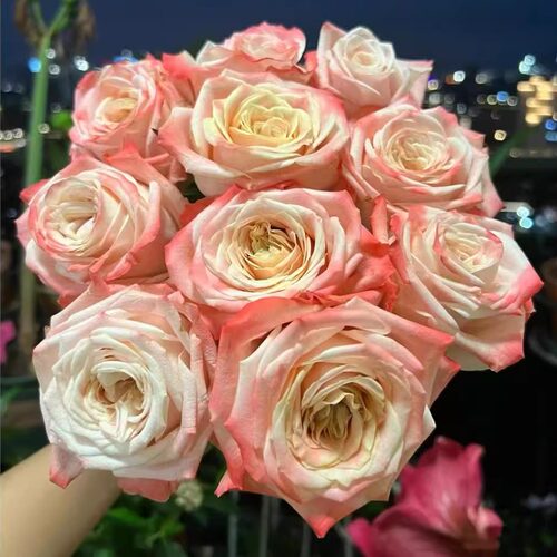 新品亚斯卡月季花苗大