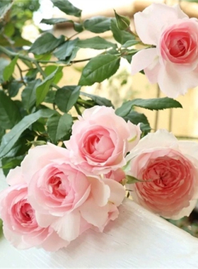 日本新品月季美咲/Misaki 庭院玫瑰丰花浓香月季玫瑰花扦插小苗