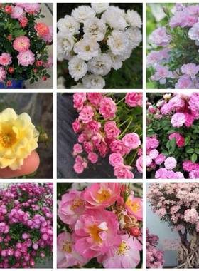 超微合集姬乙女月季扦插小苗樱坂小姑娘樱花镜天荷焦糖朱红姬玛丽