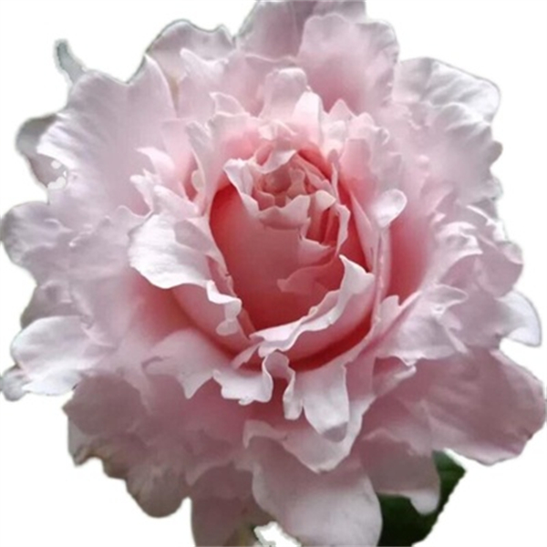 新品玫瑰索菲罗莎藤本欧月季扦插玫瑰花苗大花浓香抗病四季开