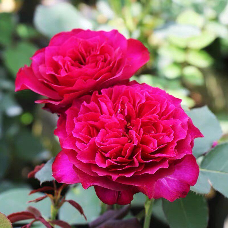 暮光之城 丰花月季 花苗柔和的暮光 大花浓香 多花月季盆栽图片