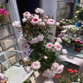 多季 微型月季 玛丽小苗超级微月新品 节开花勤花多头