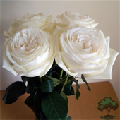 扦插小苗庭院阳台四季 珍妮莫罗 月季 切花