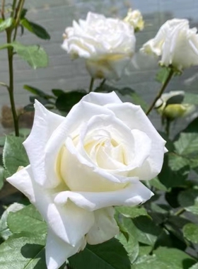 保罗二世 切花月季扦插浓香灌木阳台庭院植物白色玫瑰