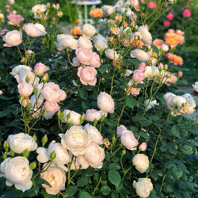 英国奥斯汀黛丝德蒙娜desdemona浓香四季灌木月季 阳台盆栽花苗