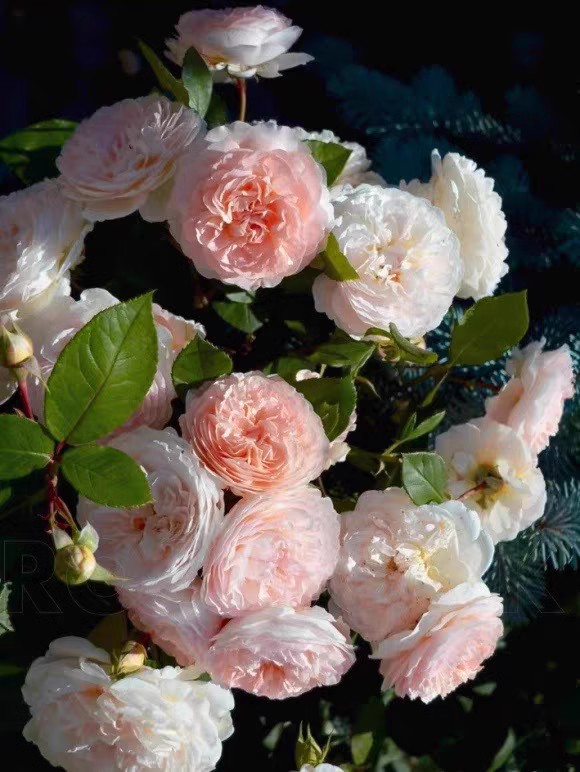 童话魔法月季玫瑰花苗灌木抗病勤花杏色大花浓香