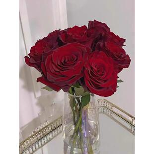 探险家/探险者月季花苗花头大带丝绒质感高级的深红色多季开花