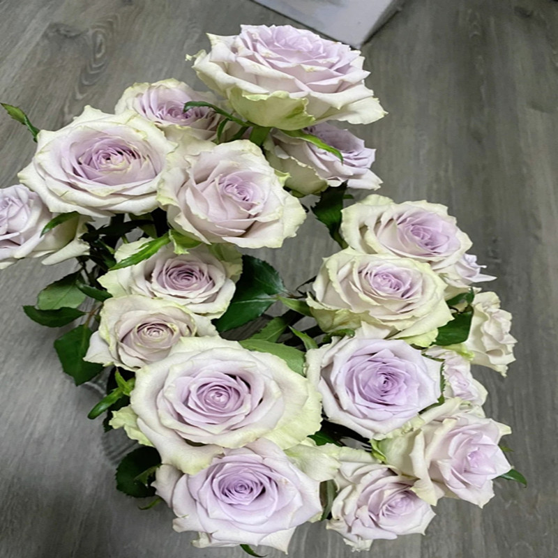 海洋之谜月季花苗大花多季开盆栽阳台玫瑰花庭院花卉勤花小苗