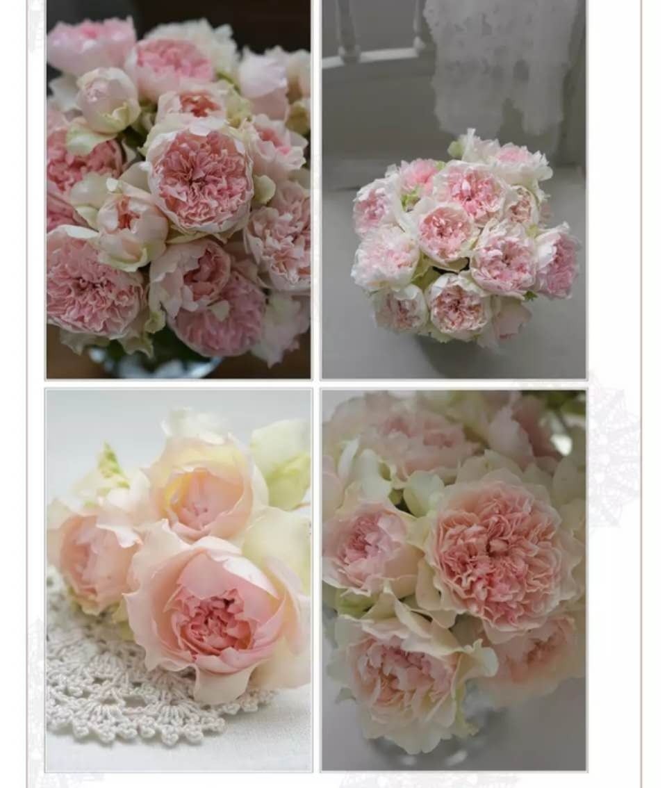 钩针编织 新品河本月季扦插花苗 花期巨长 灌木多季开花