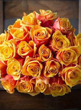 樱桃白兰地月季花苗庭院阳台盆栽橙色大花丰花玫瑰花卉