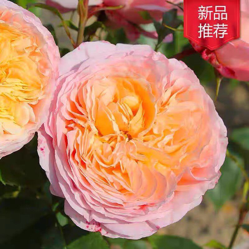 玫瑰香橙法国戴尔巴德灌木月季大花浓香抗病强丰花香易养阳台庭院