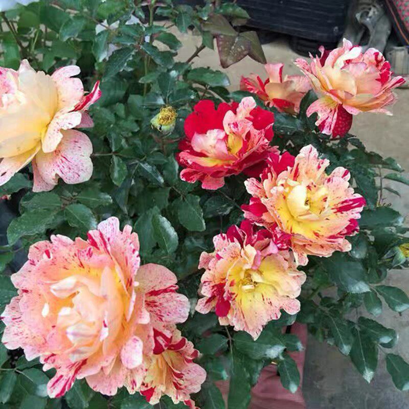 新品【尼梅特/乱世狂舞月季小苗条纹系灌木大花多季开花阳台盆栽