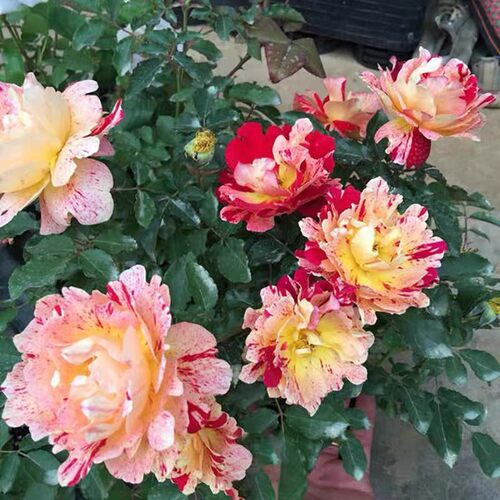 新品【尼梅特/乱世狂舞月季小苗条纹系灌木大花多季开花阳台盆栽