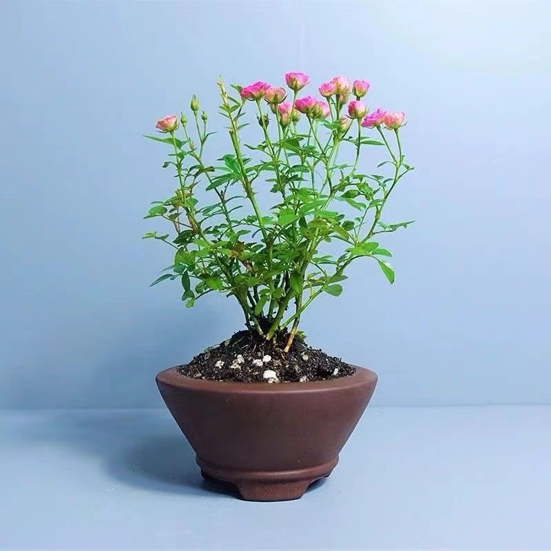 【须惠姬】超微月季扦插苗花量巨大复花快抗病强低维护多季开花