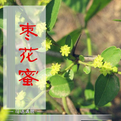 云门山野生天然原生态蜂蜜 枣花蜜500g