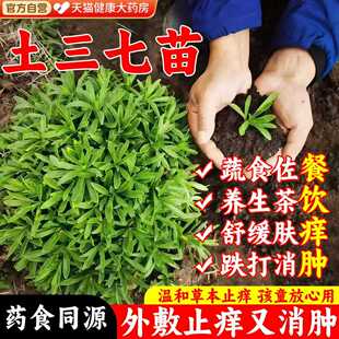 新鲜土三七苗养心菜景天土三七苗盆栽蚊子草中药材费菜止痒草gh