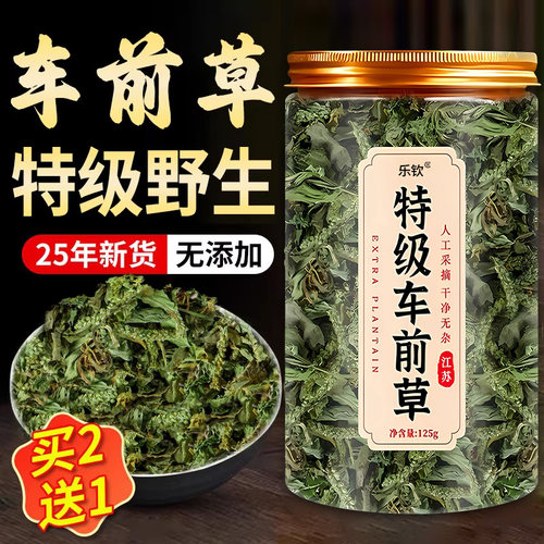 特级车前草中药材野生采摘干货