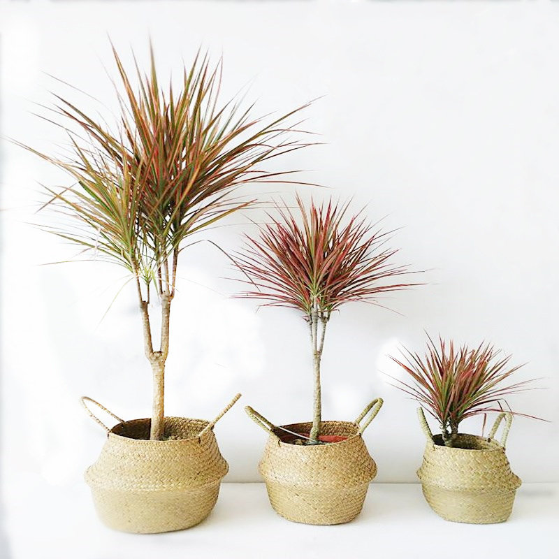 红边竹蕉三色龙血树七彩铁盆栽马尾铁千年木办公室内花卉大型植物