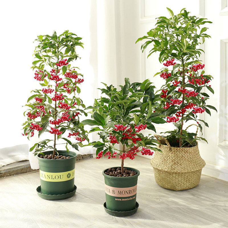 富贵籽盆栽植物四季室内黄金万两富贵子花苗红凉伞朱砂根金玉满堂