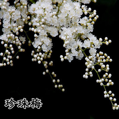 庭院阳台耐寒好养珍珠梅盆栽