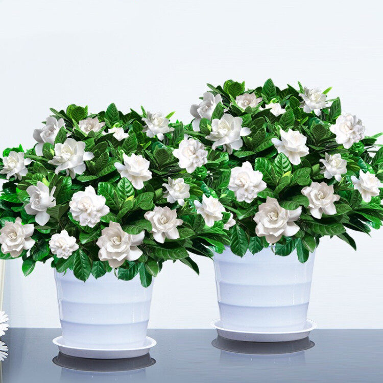 四季小叶雀舌栀子花盆栽大叶牡丹栀子花苗办公室内好养花卉绿植物